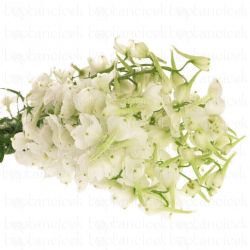 Yerli Delphinium Beyaz (10 Dal)