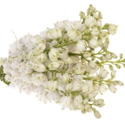 Yerli Delphinium Beyaz (5 Dal-İhracat)