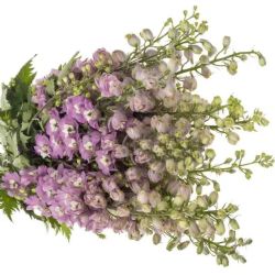 Yerli Delphinium Lila (1 Demet-İhracat)