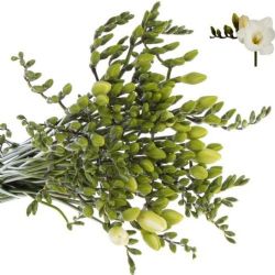 Yerli Frezya Beyaz (20 Dal)