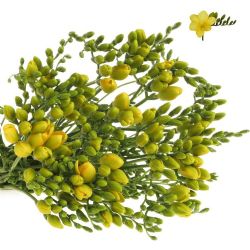 Yerli Frezya Sarı 50-55 cm (Uzun) 25 Dal