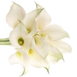 Yerli Gala (10Dal-Beyaz)