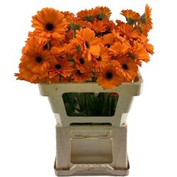 Yerli Gerbera Mini Turuncu (20 Dal)