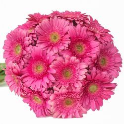 Yerli Gerbera Pembe  (20 Dal)
