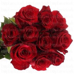 Yerli Gül Kırmızı Explorer (20dal)