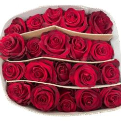 Yerli Gül Kırmızı Explorer Kartonlu (20dal)