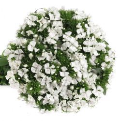 Yerli Hüsnü Yusuf Beyaz (20 dal)