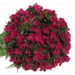 Yerli Hüsnü Yusuf Fuşya (1 Demet)