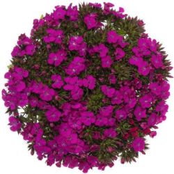 Yerli Hüsnü Yusuf Mor (1 Demet)