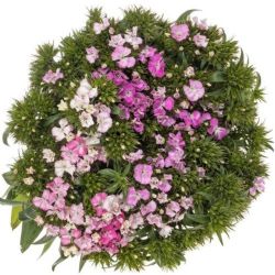 Yerli Hüsnü Yusuf Pembe (10 Dal)