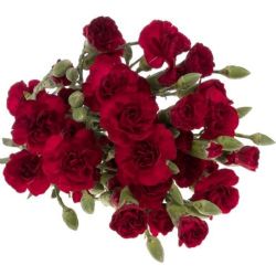 Yerli Karanfil Sprey Bordo (20 dal)