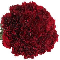 Yerli Karanfil Standart Bordo (20 Dal)