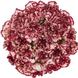 Yerli Karanfil Standart Bordo Kırçıllı (20 Dal)