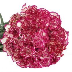 Yerli Karanfil Standart Bordo Kırçıllı (20 Dal)