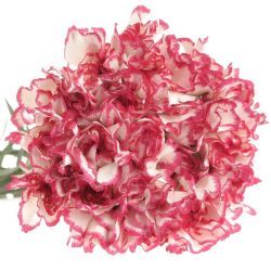 Yerli Karanfil Standart Fuşya Kırçıllı (20 Dal)