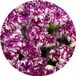 Yerli Karanfil Standart Mor Kırçıllı (20 Dal)