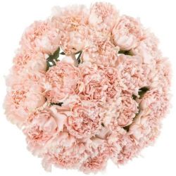 Yerli Karanfil Standart Toz Pembe (20 dal)