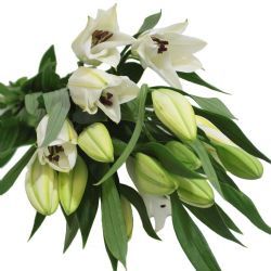 Yerli Kazablanka Beyaz (4 Dal ) AÇIK