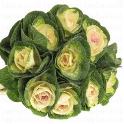 Yerli Lahana Beyaz (4 Dal)