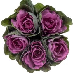 Yerli Lahana Mor (5 Dal)