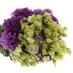 Yerli Lisianthus Alisya Mor (1 Demet)