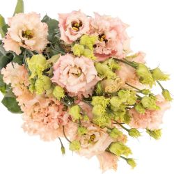 Yerli Lisianthus Alisya Somon (10 Dal)