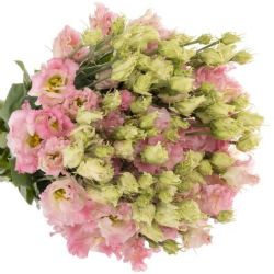 Yerli Lisianthus Alisya Toz Pembe (10 Dal) KALIN