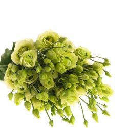 Yerli Lisianthus Alisya Yeşil (10 Dal)