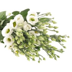 Yerli Lisianthus Beyaz (10 Dal) (KALIN)