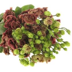 Yerli Lisianthus Cappuccino (10 Dal) KALIN