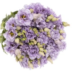 Yerli Lisianthus Lila (10 Dal) KALIN