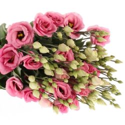 Yerli Lisianthus Pembe (10 Dal)