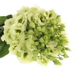 Yerli Lisianthus Yeşil (10 Dal)