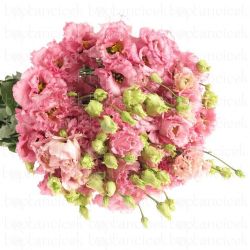 Yerli Lisiantus Alisya Pembe (10 Dal)