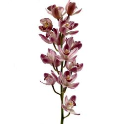 Yerli Orkide Pembe ( 1 Dal-Cymbidium)