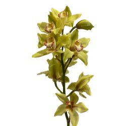 Yerli Orkide Yeşil (1 Dal-Cymbidium)