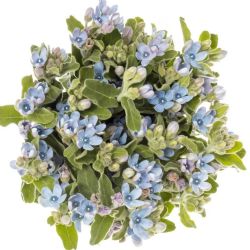 Yerli Oxypetalum Mavi (1 Demet)