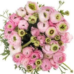 Yerli Rananculus Pembe (Erengül-20 Dal) (KALIN)