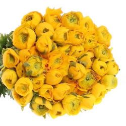 Yerli Rananculus Sarı (Erengül-20 Dal) (KALIN)