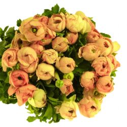 Yerli Rananculus Somon (Erengül-50 Dal)