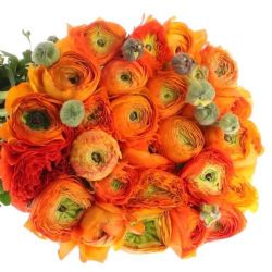 Yerli Rananculus Turuncu (Erengül-50 Dal)