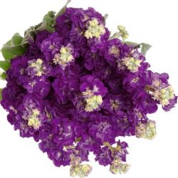 Yerli Şebboy Mor (5 dal)