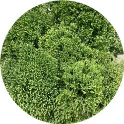 Yerli Sedum (1 Demet)