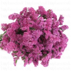 Yerli Statis Pembe ( 10 Dal)