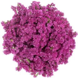 Yerli Statis Pembe (10 Dal)